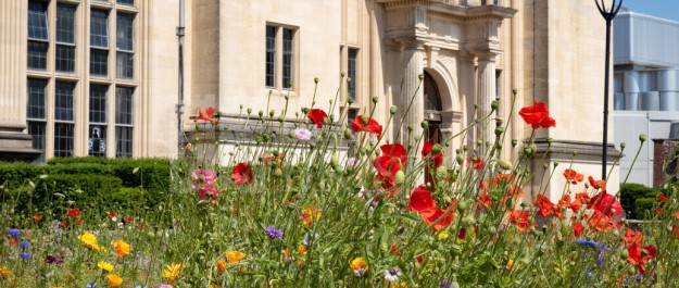 Wildflowers in Royal Fort Gardens